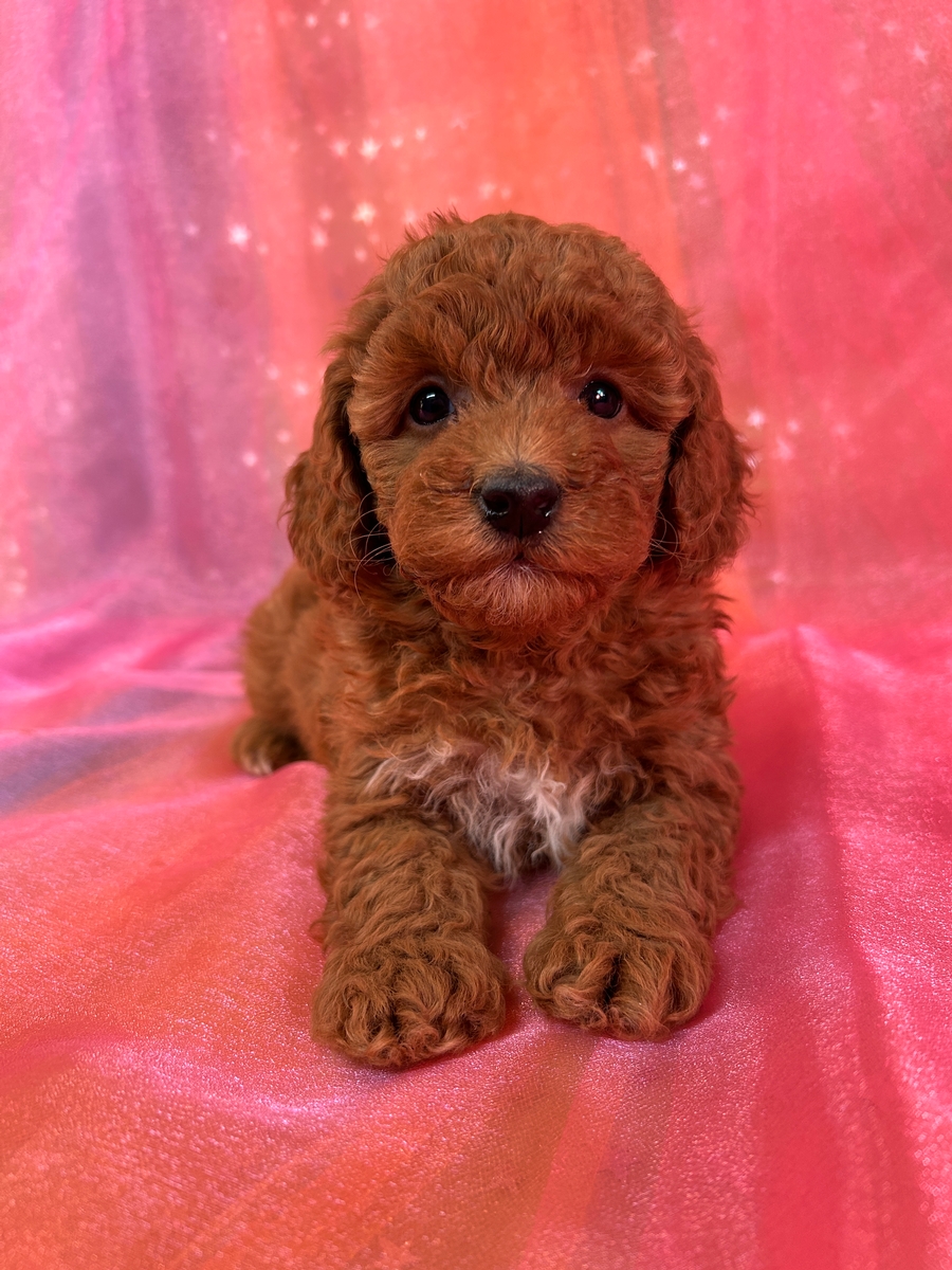 Dark Red Mini Bernedoodle Puppy for Sale DOB 12-29-2024 $950